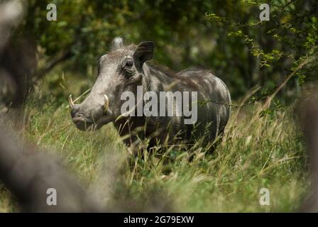 Warthog (Phacochoerus africanus) im langen Gras zwischen Bäumen. In Der Nähe Des Skukuza Rest Camp, Krüger National Park, Provinz Mpumalanga, Südafrika. Stockfoto