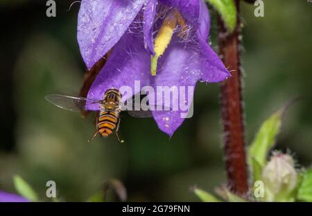 Preston, Lancashire, Großbritannien. Juli 2021. Eine Marmalade schwebt auf Glockenblumen, Chipping, Preston, Lancashire, Großbritannien. Die meisten Schwebefliegen sind wichtige Pflanzenbestäuber und Schädlingsbekämpfer. Quelle: John Eveson/Alamy Live News Stockfoto