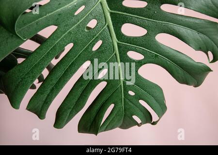 Natürlicher Hintergrund mit tropischen Monstera-Blättern auf rosa Hintergrund. Stockfoto