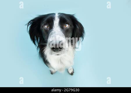 Portrait niedlichen Hund suchen nach oben. Isoliert auf blauem pastellfarbenem Hintergrund. High-Angle-Ansicht Stockfoto