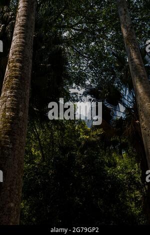 Der Blick auf den Berg Corcovado und die Christusstatue im Tijuca Forest National Park vom Lage Park (oder Parque Enrique Lage), Rio de Janeiro, Brasilien Stockfoto