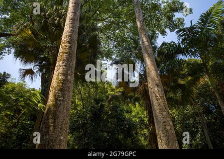 Der Blick auf den Berg Corcovado und die Christusstatue im Tijuca Forest National Park vom Lage Park (oder Parque Enrique Lage), Rio de Janeiro, Brasilien Stockfoto