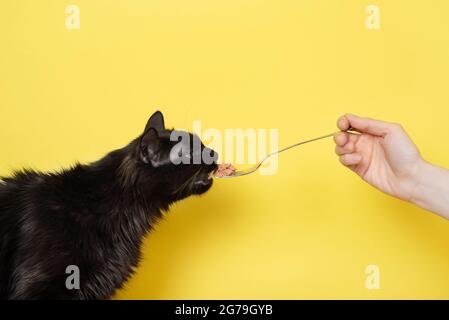 Schwarze flauschige Katze frisst Katzenfutter von einer Gabel, die auf gelbem Hintergrund isoliert ist. Banner-Konzept für Tierfutter Stockfoto