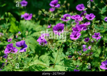 Hardy Geranium (Geranium bohemicum) oder Cranesbill wächst in einem englischen Garten während der Sommermonate. England, Großbritannien, GB. Stockfoto