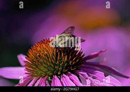 Hummel auf Echinacea im Garten. Sie ist eine von über 250 Arten der Gattung Bombus, einer der Bienenfamilien. Bienen sterben immer wieder mit Rekordraten Stockfoto