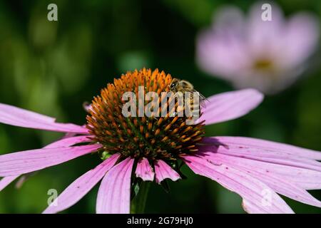 Honigbiene mit Pollenpellets, die sich auf der Echinacea-Blüte ernähren. Die Blume ist eine Gattung oder Gruppe krautiger Blütenpflanzen in der Familie der Gänseblümchen. Stockfoto