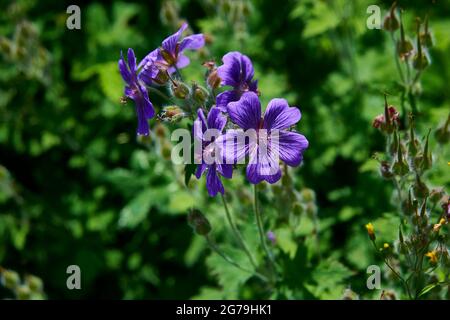 Hardy Geranium (Geranium bohemicum) oder Cranesbill wächst in einem englischen Garten während der Sommermonate. England, Großbritannien, GB. Stockfoto