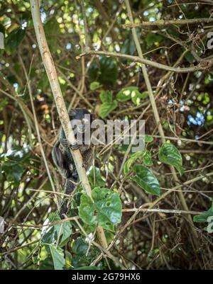 Ein Sagui-Affe in freier Wildbahn in Rio de Janeiro, Brasilien. Das schwarzgetuftete Murmeltier (Callithrix penicillata) lebt vor allem in den neo-tropischen Galerie-Wäldern des brasilianischen Zentralplateaus. Stockfoto