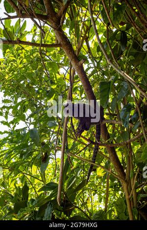 Ein Sagui-Affe in freier Wildbahn in Rio de Janeiro, Brasilien. Das schwarzgetuftete Murmeltier (Callithrix penicillata) lebt vor allem in den neo-tropischen Galerie-Wäldern des brasilianischen Zentralplateaus. Stockfoto