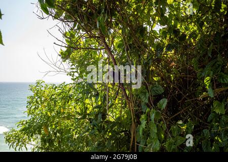 Ein Sagui-Affe in freier Wildbahn in Rio de Janeiro, Brasilien. Das schwarzgetuftete Murmeltier (Callithrix penicillata) lebt vor allem in den neo-tropischen Galerie-Wäldern des brasilianischen Zentralplateaus. Stockfoto