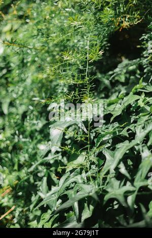 Einblicke aus einer lokalen Pflanzenzärtnerei Stockfoto