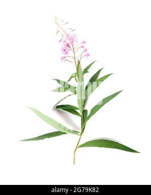 Feuerkraut, Rosebay Willowherb isoliert auf weißem Hintergrund. Willow-Kraut isoliert auf weißem Hintergrund. Heilpflanze. Blooming sally Stockfoto