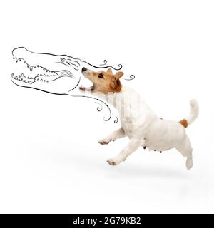 Zeitgenössische Kunstwerke. Ein kleiner, wütender Hund, Jack Russel Terrier, der auf weißem Studiohintergrund beißt und springt. Stockfoto