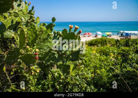 Strandleben am Strand von Grumari auf der Westseite von Rio de Janeiro, Brasilien, Südamerika, Brasilien Stockfoto