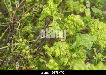 Krankheiten und Schädlinge von Beerensträuchern . Gall liegt auf Johannisbeeren. Beschädigte Blätter auf einer roten Johannisbeere. Stockfoto