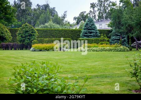 Landschaftsgestaltung einer Lichtung mit grünem Gras und Kopierraum in der Hinterhofhecke von immergrünen Thuja und grünen Büschen und Bäumen im Hinterhof gard Stockfoto