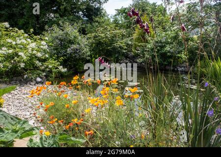 Dierama merlin, Angels Angelruten, neben einem Gartenteich mit kalifornischem Mohn und weißer Mottenhortensie peniculata. Stockfoto