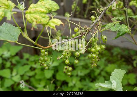 Krankheiten und Schädlinge von Beerensträuchern . Gall liegt auf Johannisbeeren. Beschädigte Blätter auf einer roten Johannisbeere. Stockfoto