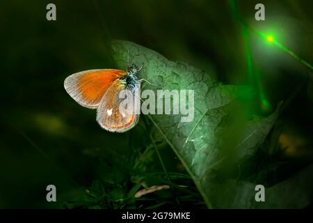 Kastanienheide (Coenonympha Glycerin) Stockfoto