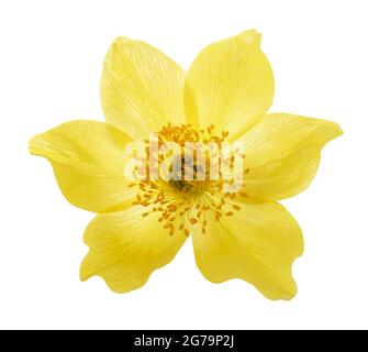 Gelbe Alpenpasqueblume isoliert auf weiß Stockfoto