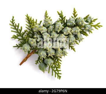 Chinesische Thuja mit Zapfen isoliert auf weiß Stockfoto