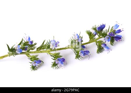 Viper's Bugloss oder Blueweed isoliert auf weißem Hintergrund Stockfoto