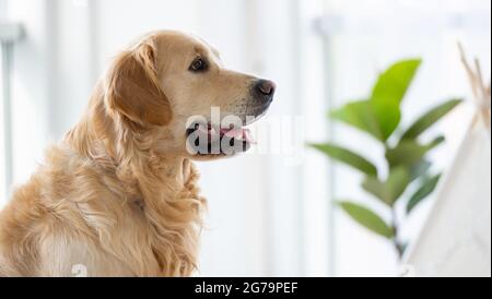 Golden Retriever Hund drinnen Stockfoto