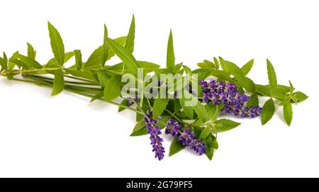 Zitronenverbene und Lavendel isoliert auf weißem Hintergrund Stockfoto