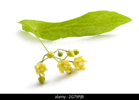 lindenblatt mit Blumen isoliert auf weißem Hintergrund Stockfoto