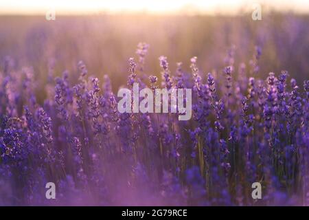 Nahaufnahme von vielen Lavendelblüten. Selektiver Fokus. Stockfoto