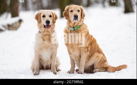 Zwei goldene Retriever Hunde im Freien Stockfoto