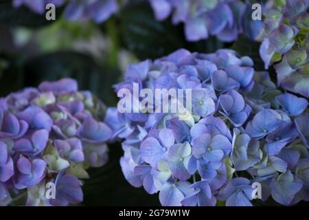 Blaue Hydrangea, blühende Gartenpflanze Stockfoto