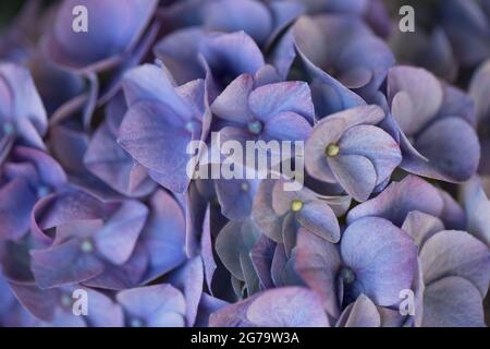 Hortensien blühen in Nahaufnahme, blauen Blütenblättern Stockfoto