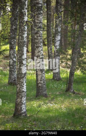 Weiße Anemone blüht unter den Birken, Frühling, Finnland Stockfoto