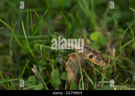 Schwarzfleckiger Langhornkäfer, Rhagium mordax Stockfoto