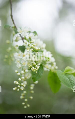 Nahaufnahme des blühenden Vogelkirschzweiges, weiße Blüten, grüne Blätter, Bokeh-Hintergrund Stockfoto