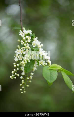 Vogel-Kirsche-Zweig, weiße Blüten, grüne Blätter, Bokeh-Hintergrund Stockfoto