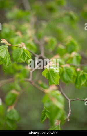 Grüne junge Lindenblätter, Frühling Stockfoto