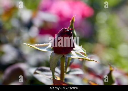 Einzelne dunkle, geschlossene Rose wächst in den Gartentüren. Stockfoto