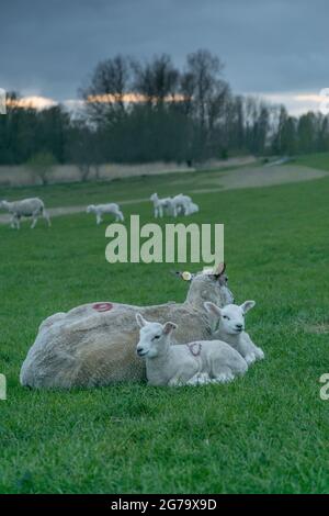 Deichschaf, Schaf mit Lämmern in Kollmar an der Elbe, Schleswig-Holstein, Deutschland Stockfoto