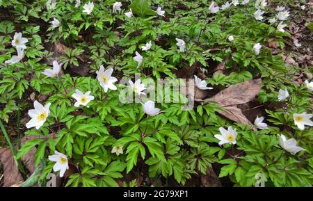 Holzanemonen gehören zu den ersten, die im Frühjahr blühen, bevor die Bäume schießen Stockfoto