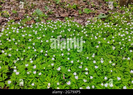 Holzanemonen gehören zu den ersten, die im Frühjahr blühen, bevor die Bäume schießen Stockfoto