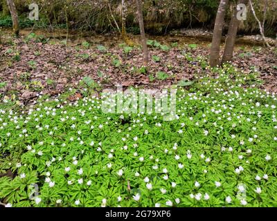 Holzanemonen gehören zu den ersten, die im Frühjahr blühen, bevor die Bäume schießen Stockfoto