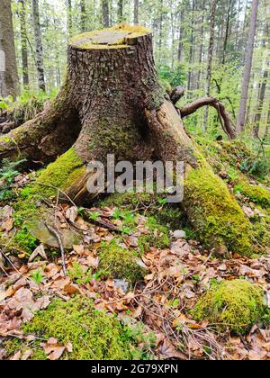 Baumstumpf mit starken moosigen Wurzeln in einem Mischwald Stockfoto