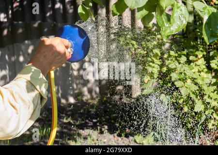 Senior Hand hält den Sprinkler und gießt die Gartenpflanzen. Stockfoto