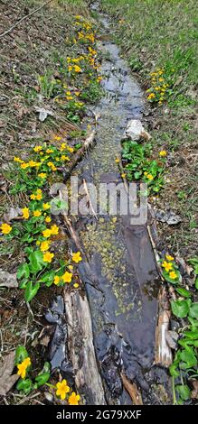 Marsh-Ringelblumen, Caltha palustris Stockfoto