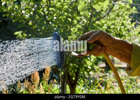 Gießen Sie Gartenpflanzen mit Handregner aus nächster Nähe. Stockfoto