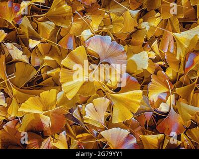 Ginkgo-Blätter, abgefallen, Herbst Stockfoto