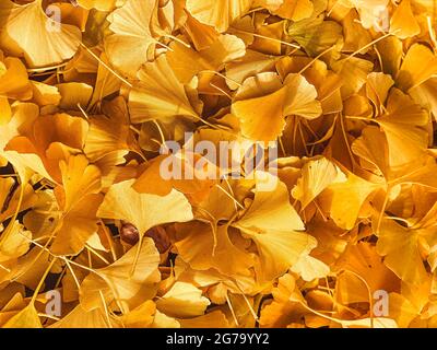 Ginkgo-Blätter, abgefallen, Herbst Stockfoto