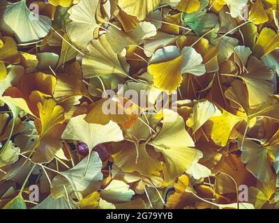 Ginkgo-Blätter, abgefallen, Herbst Stockfoto